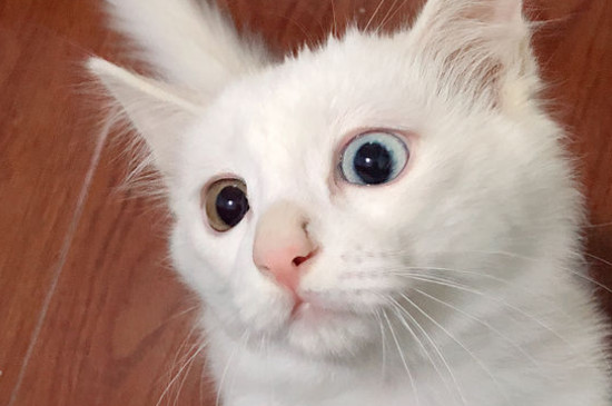 猫喜欢带顶的窝吗