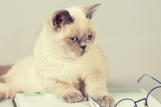 猫一直流口水吊在嘴边