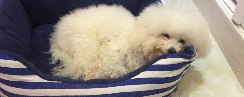 狗瘟便便黑色是晚期吗