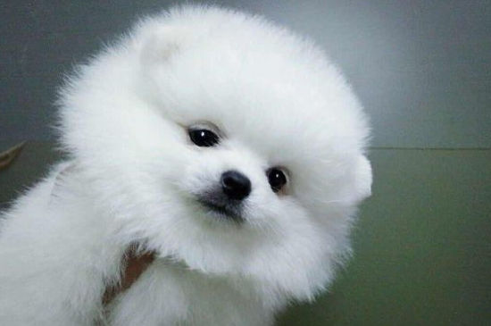 狗狗莫名其妙的惨叫唤