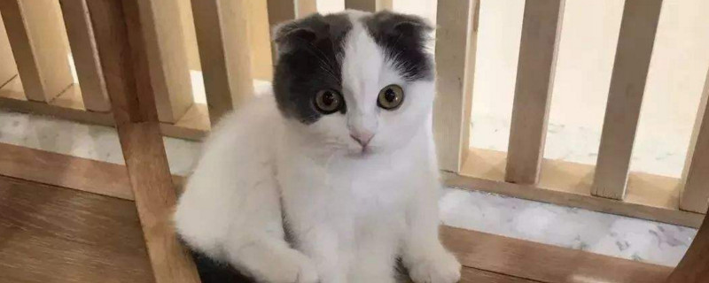 女人养猫的好处