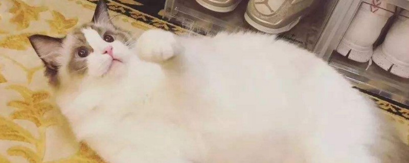 小猫踩奶怎么办