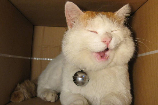 猫咪讨好主人的十种表现