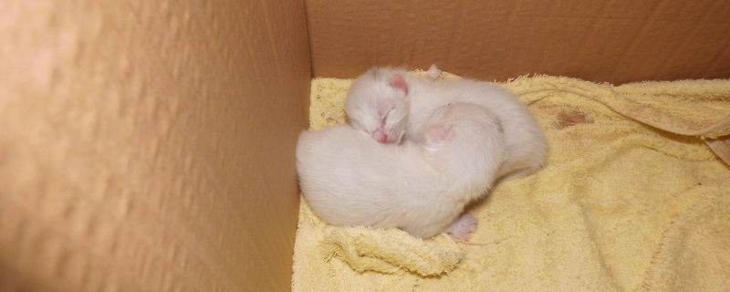 还没睁眼的小猫怎么养