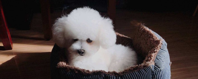 幼犬感冒一般多久能好