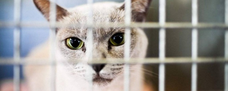 养猫上班要关笼子里吗