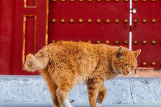 出生不久的小猫吃什么