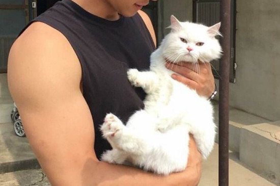 流浪猫会认人吗，流浪猫会认的喂它的人是谁吗