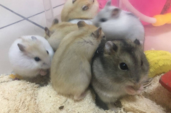 仓鼠经常挠痒