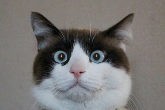 猫抓板怎么放猫薄荷