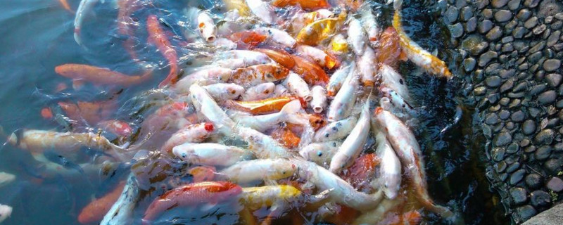 冷水鱼白点病怎么治