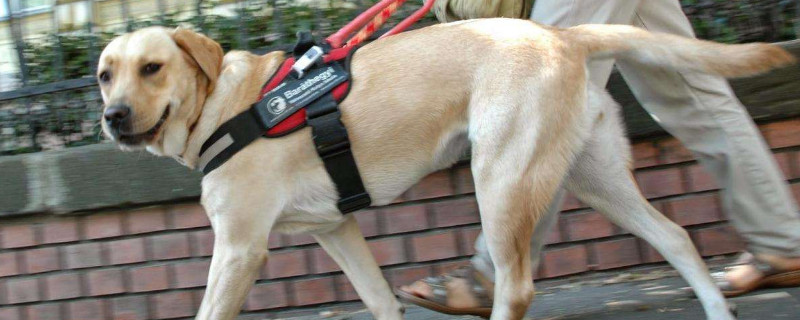 狗狗绝育后呕吐正常吗