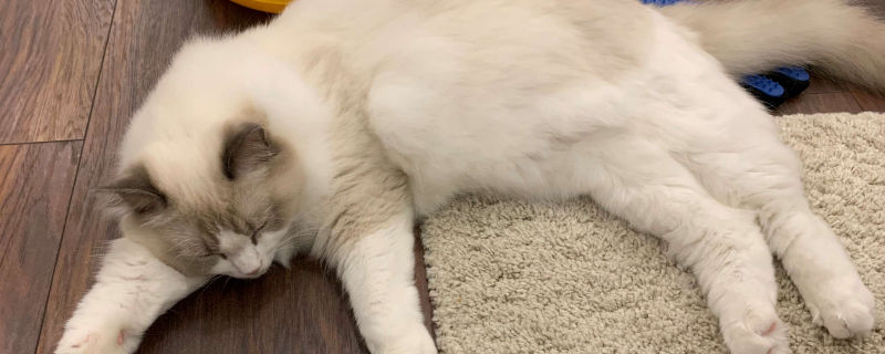 布偶猫咬人吗