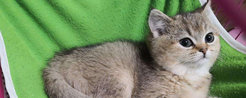 猫咪多大停止踩奶