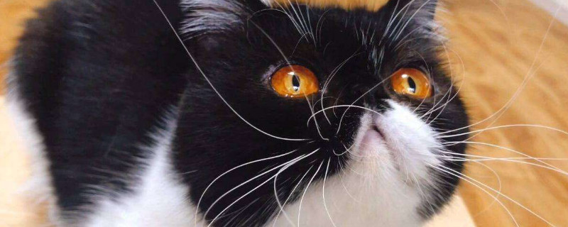 猫胡子掉了