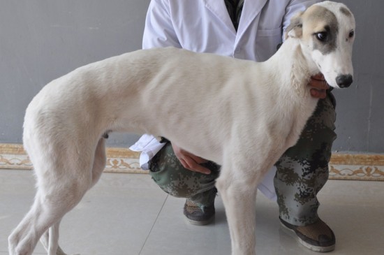 格力犬几个月就不长了，格力犬在11个月大时停止生长
