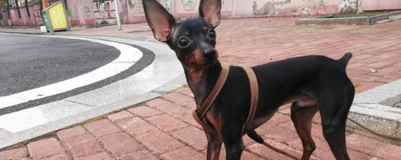 小鹿犬和人睡觉好吗
