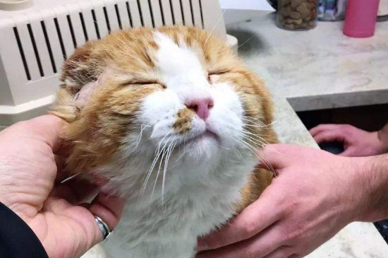 猫咪死前身体的表现