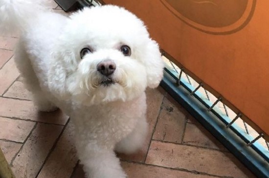 适合家养的小型犬