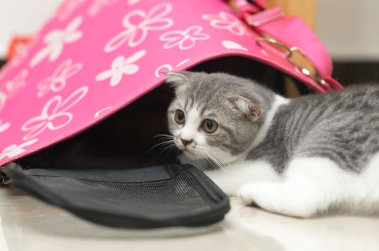 猫能上动车吗