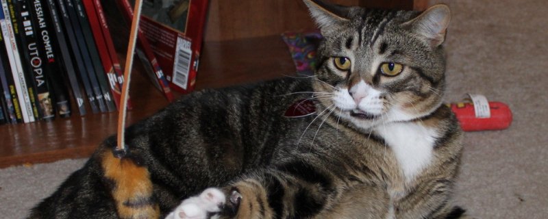 猫脊椎受伤的症状，如何看出猫脊椎受伤