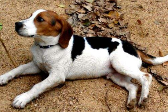 比格犬掉毛吗，掉毛不多但要少吃盐多刷毛