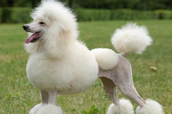 养贵宾犬要注意什么