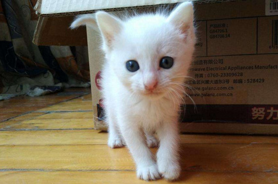 小猫到新家注意事项