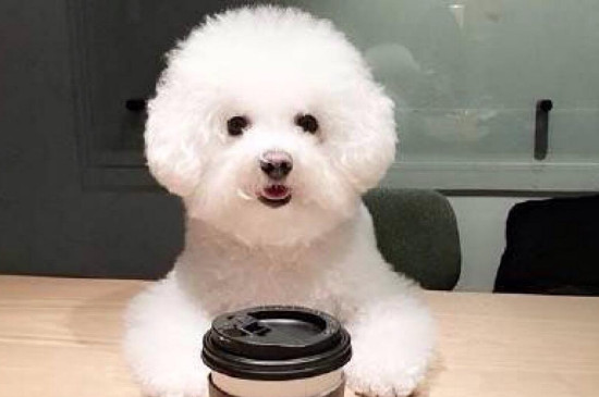 可爱小型犬有哪些品种
