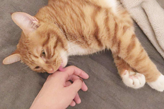 猫喜欢别人摸哪里