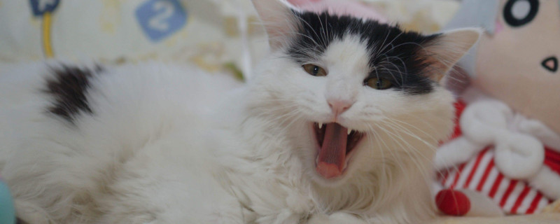 开车带猫咪长途注意事项