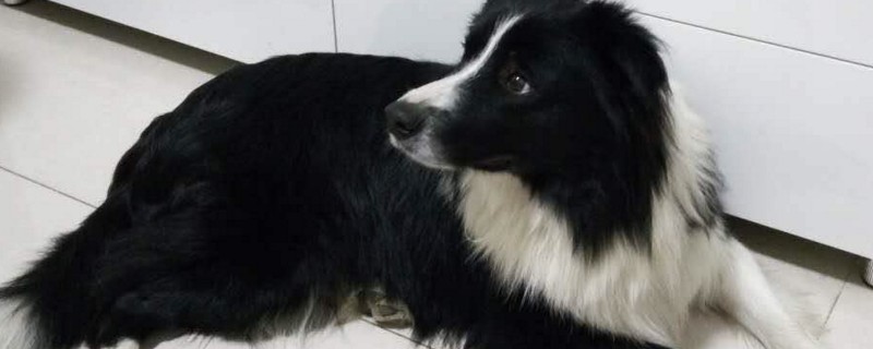 养边牧的十大坏处