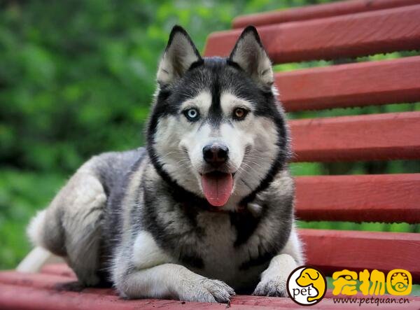 西伯利亚雪橇犬为什么叫哈士奇，其实阿拉斯加也是哈士奇