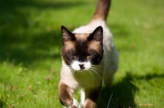 猫粮开封后能保存多久