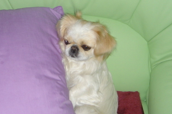 狗狗得了犬瘟怎么办