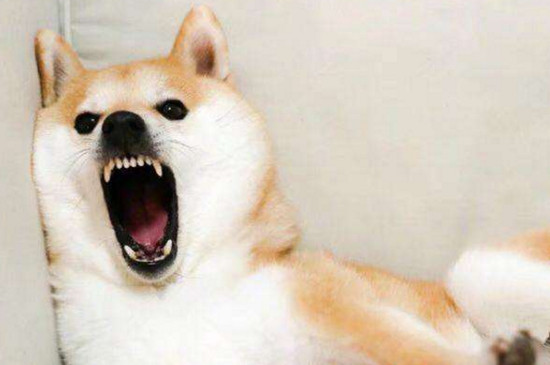 柴犬到底应该不应该打