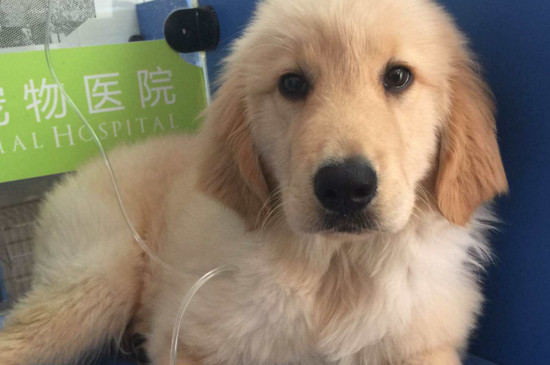 金毛全身发抖怎么回事