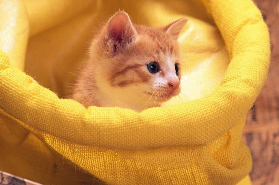 小猫多久可以离开母猫