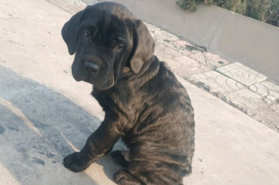 十大猛犬排行榜，全球十大凶犬排名
