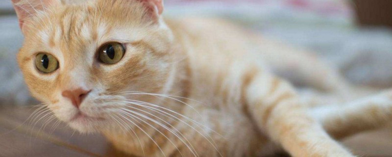 猫肚子有虫的症状
