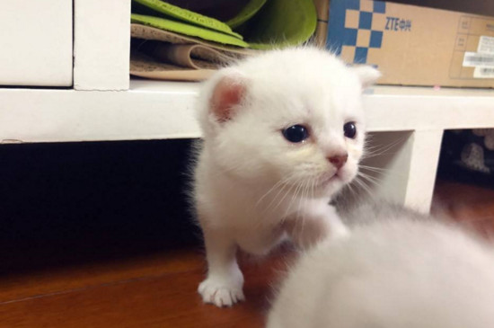 小猫肚子大怎么回事