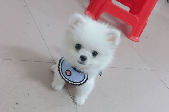 12星座适合养什么狗狗