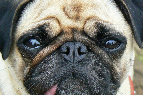 巴哥犬死前的症状