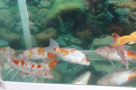 鱼老是沉在缸底不游动