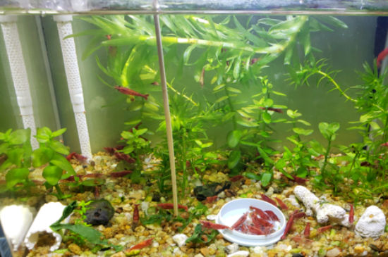 樱花虾多久繁殖一次