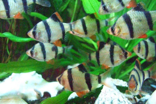 虎皮鱼好养吗