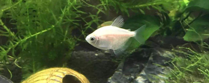 鱼缸ph值低到5了怎么办