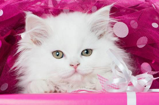 萌新养猫推荐什么品种