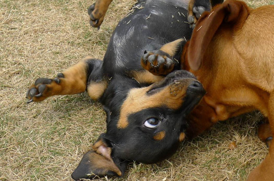 腊肠犬为什么不好养