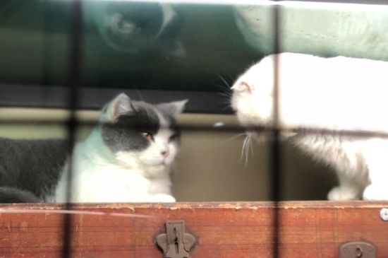 猫又吐又拉不吃不喝